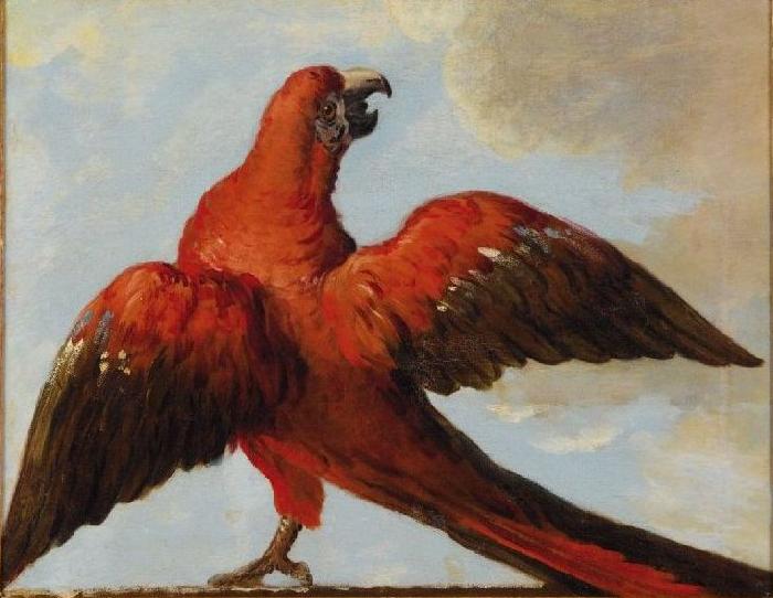 Jean Baptiste Oudry Parrot with Open Wings Germany oil painting art